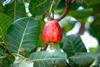 cashew appel