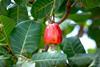 cashew appel