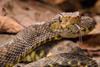 Bothrops_atrox_113840233