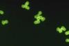 Pneumococcus310717