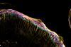 Foto 5. Cochlea (binnenoor) van een muis