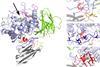 Structure of GCase-Nb1 complex