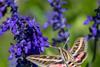shutterstock_2311942791