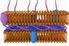 Gram Negative Cell Wall Shutterstock