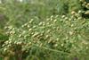 Artemisia annua of zomeralsem, waaruit artemisinine wordt gewonnen