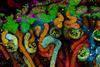 Rainbow Kidney