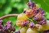 grape-3666726_1920