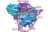 telomerase