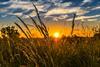 wheat-2391348_1920