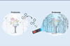 Lighting up the proteome forest