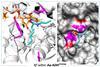 Structural rationale for enhanced amide formation