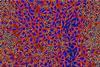 BW_Niche-Expansion_Colorized82_crop (003)__