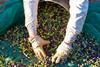 WEB-stockfresh_7025243_olives-harvest-picking-hands-at-mediterranean_sizeL