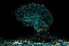 Brain network