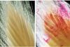 Nematodes in European Beech 2 - Colbert-Pitts et al 2025 Plant Pathology