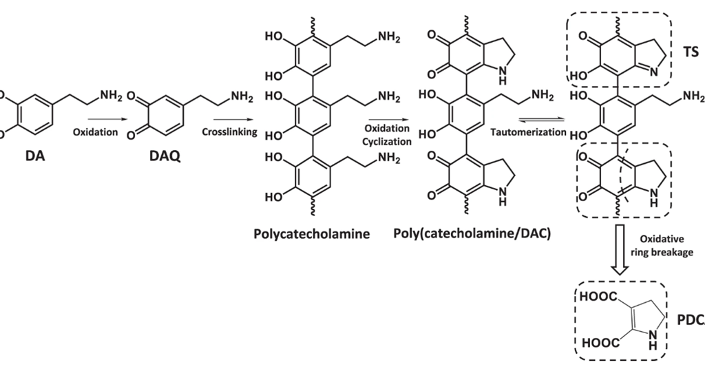 No Bison kit, but mussel glue