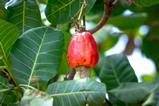 cashew appel