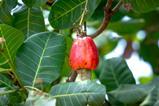 cashew appel