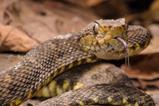 Bothrops_atrox_113840233