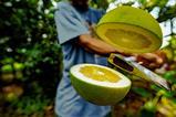 pomelo