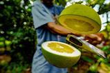 pomelo