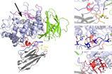 Structure of GCase-Nb1 complex
