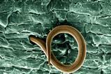 Juvenile root-knot nematode (meloidogyne incognita)