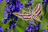shutterstock_2311942791
