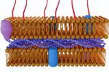 Gram Negative Cell Wall Shutterstock
