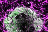 Oscar-Abilez-organoid-blood-vessels