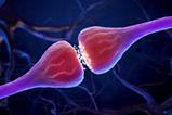 synapse_shutterstock