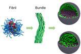 Artificieel cytoskelet