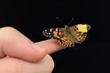 Low-Res_NatCommButterflyPhoto