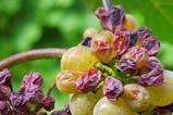 grape-3666726_1920