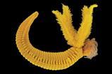 _20250826_on_worm