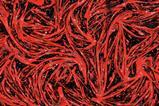 Differentiating muscle cells