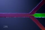 1620px-Hydrodynamic_flow_focusing_in_a_microfluidic_device