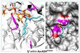 Structural rationale for enhanced amide formation
