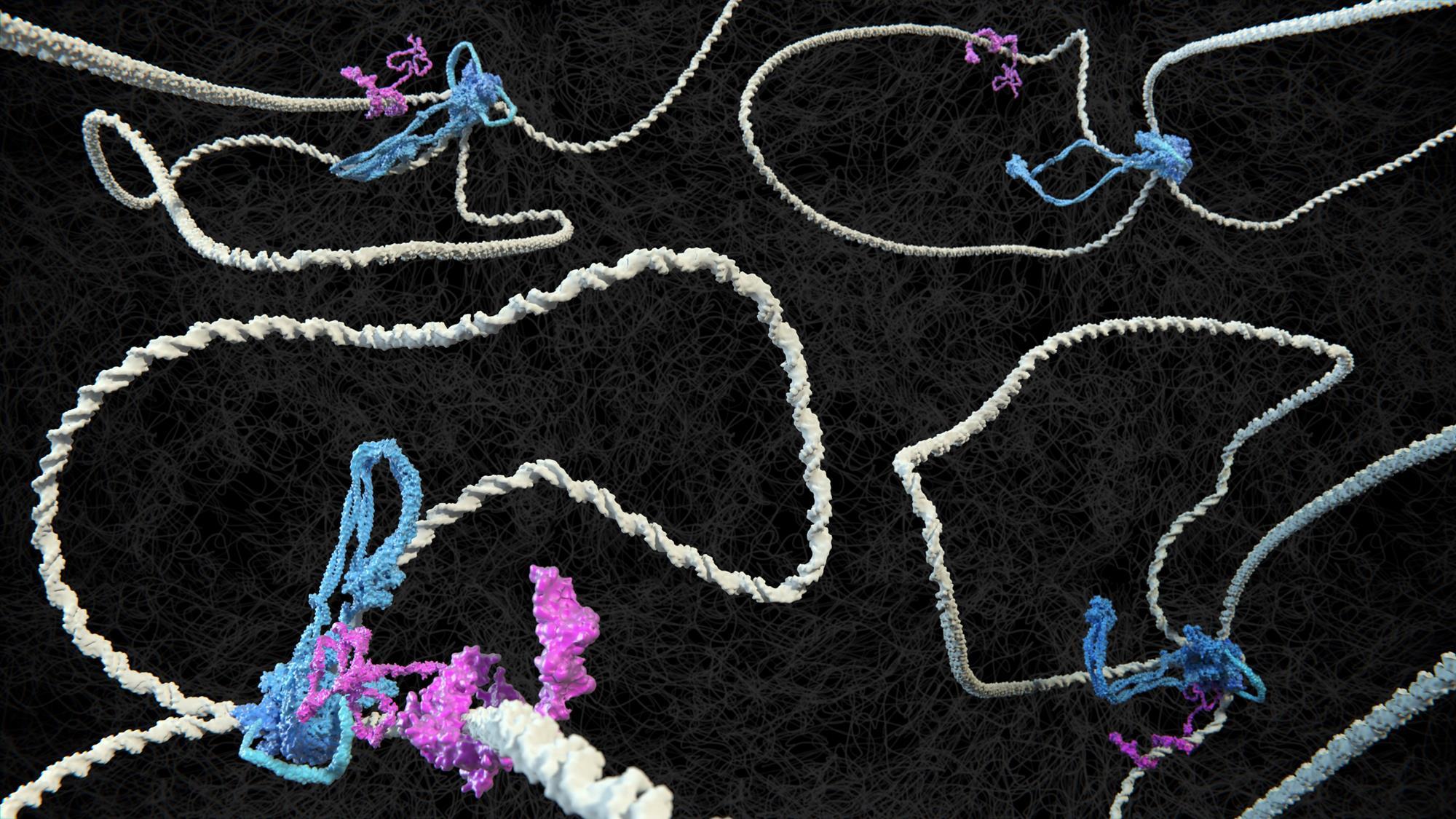 tense-dna-will-loop-neatly-english-sciencelink