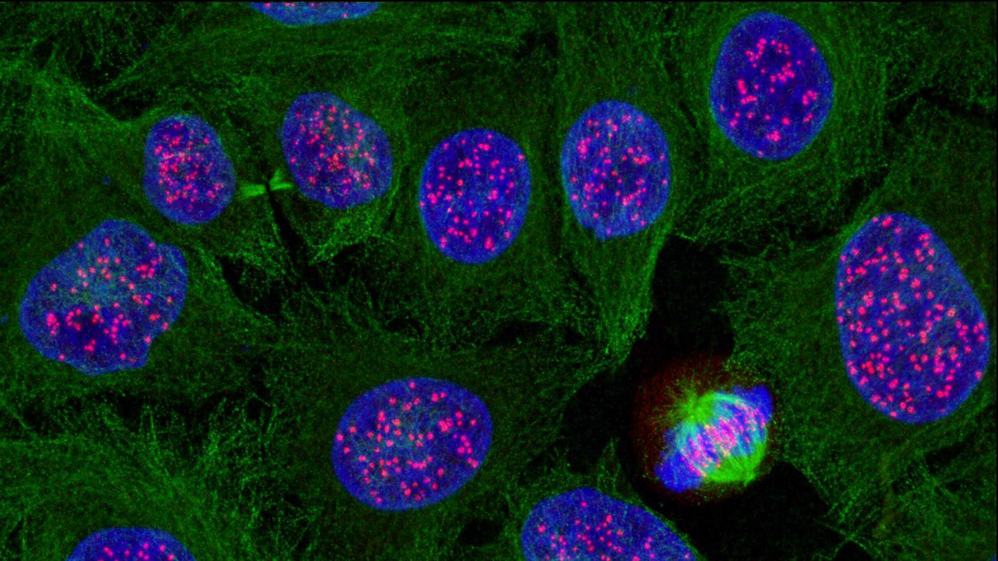 Dossier: Celcyclus | Verdieping | ScienceLink