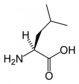 Leucine, net als isoleucine en valine een vertakt aminozuur.