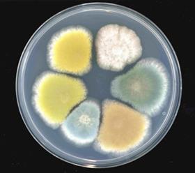 Wild type and representative UV colour mutant strains of Penicillium roqueforti.