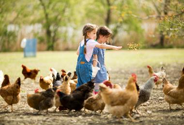 orig girls feeding chickens AdobeStock_63463670