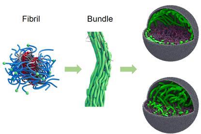 Artificieel cytoskelet