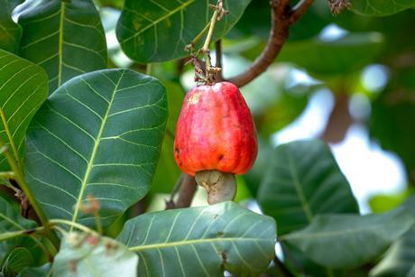 cashew appel
