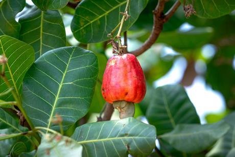 cashew appel