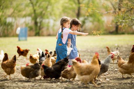 orig girls feeding chickens AdobeStock_63463670