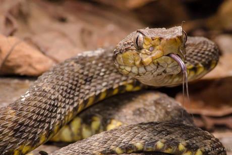 Bothrops_atrox_113840233