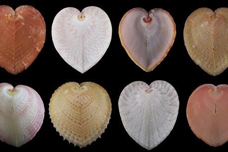 heart-cockles