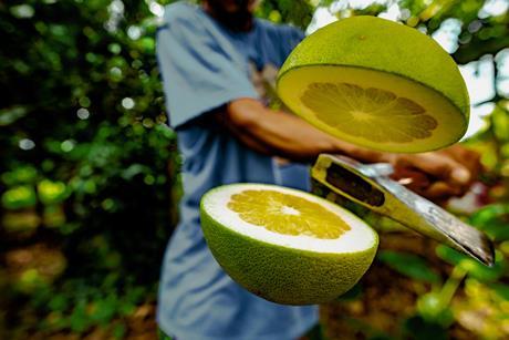 pomelo